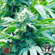 Emerald Triangle Seeds Trinity Kush